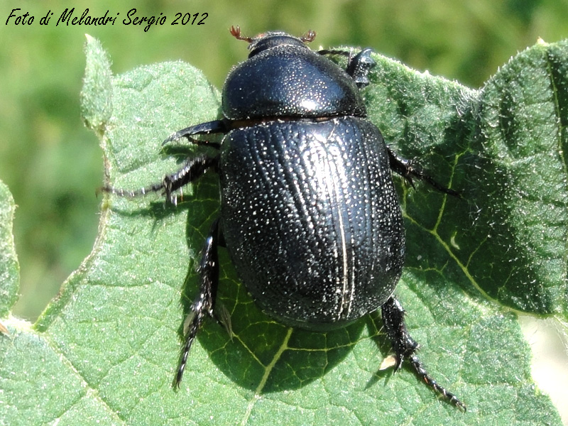Geotrupidae ? NO. Pentodon sp.